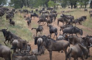 landing in the serengeti