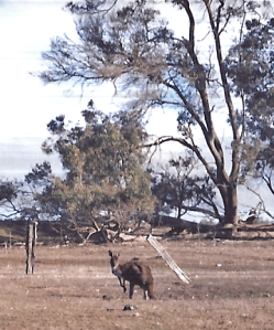 roo from kitchen window