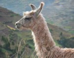 llama in sacred valley