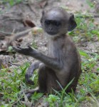 baby monkey  yoda