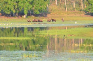 pretty even without tigers :)