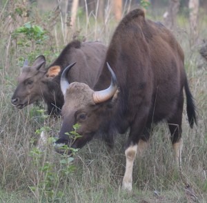 spotting gaur