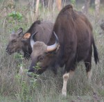 spotting gaur
