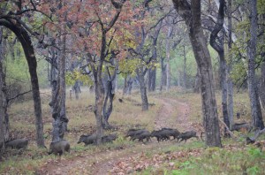 tadoba wild boar