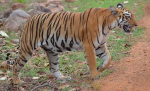 tiger crossing road