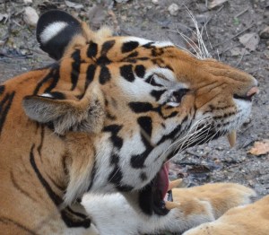 waiting for the tiger to perform :)