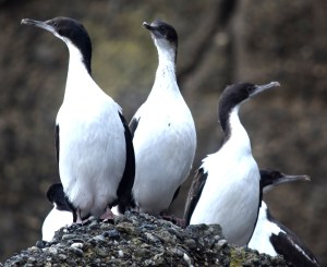 cormorants posing for tourists ;)