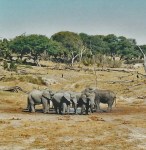 savute elephant camp