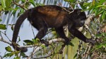 howler monkey